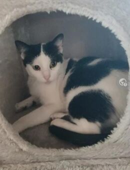 Galaxy Feines Katzenmädel sucht Familie - Unterföhring