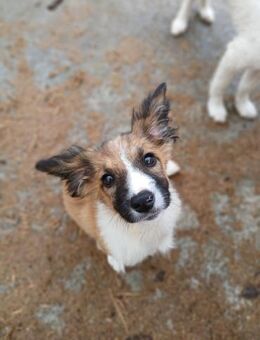 🐶Fröhlicher Welpe Buck🐶 - Eislingen (Fils)