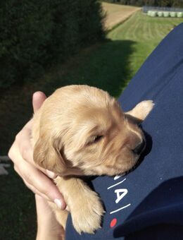 Golden Retriever Labrador Welpen - Lauterhofen