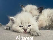 Ragdoll Kitten - Hamburg Altona