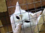 💖Lucky & Kiko unzertrennliche Brüder💖 - Eislingen (Fils)