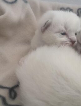 Sams Family hat Nachwuchs mit reinrassigen Kitten. - Allershausen