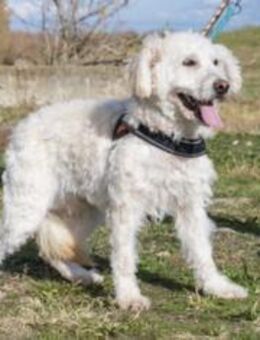 Gyoma SI lieber Puli-Mix sucht warmes - Neustadt (Rübenberge)