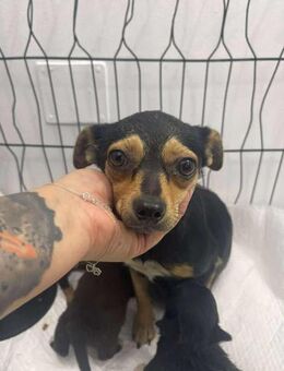 B688 Pinscher-Mama sucht Sicherheit - Neuberg