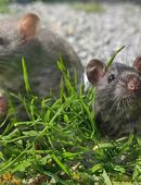 junge Farbratte Ratten Jungtiere in verschiedenen Farben Huskyratte in 01844