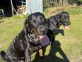 Zwei Labrador golden Retriever Mischlinge suchen ein neues Zuhaus in 24980