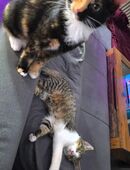 Geschwisterpaar inkl Zubehör in 51702