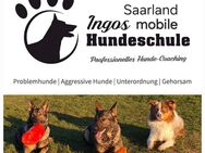Hundetraining mobile Hundeschule - Schwalbach