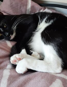 Unser geliebter Kater sucht leider ein neues Zuhause - Oberhausen