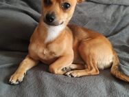 Hund Pinscher mix 5 kg - Warin