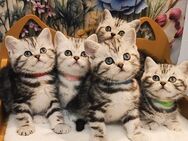 Bkh Kitten mit Stammbaum - Büren