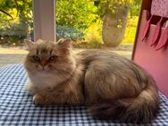BKH Katze | Britisch Kurzhaar Katze | 1 Jahr - Osnabrück