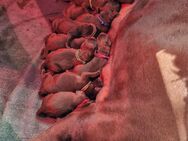 Labrador Welpen Showline braun - Sassenberg