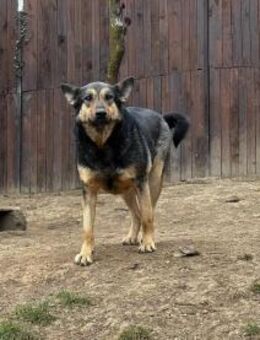 Emil sucht mitfühlende Menschen - Kallmünz