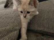 EKH Ragdoll mix - Radevormwald (Stadt auf der Höhe) Zentrum