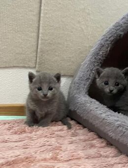 Reinrassige Russisch Blau/Nebelung Kitten mit Stammbaum aus seriöser Zucht - Ingolstadt