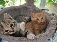 Liebe und verschmuste BKH Maincoon Mix kitten - Korschenbroich
