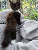 Katzenbabys in 38226