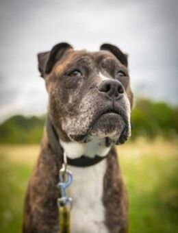 Abby, die gute Seele - Quedlinburg