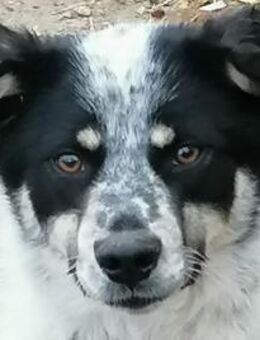 Doina - Rotenburg (Fulda)