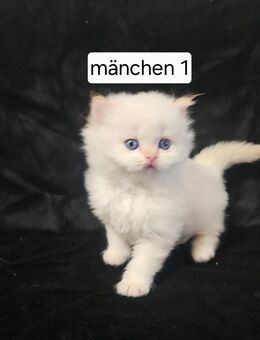 Bkh kitten dürfen ab sofort ausziehen - Berlin Mitte