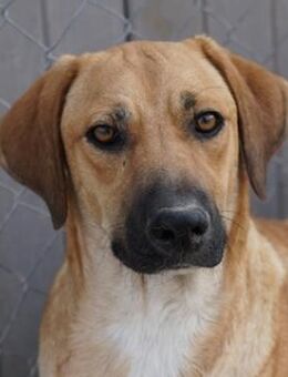 Bardo, geb. ca. 09/2023, Griechenland - Euskirchen