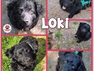 Kleiner Loki sucht ein zuhause - Margetshöchheim