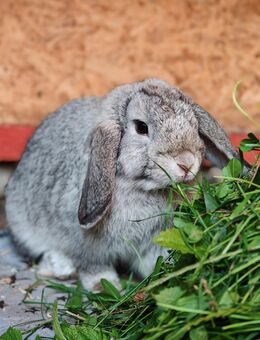 Minilop,Kaninchen Häsin geimpft,Zwergkaninchen - Kabelsketal