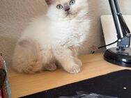 BKH Kitten Kater - abgabebereit - Weißenfels Leißling