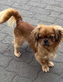 Dalia 3-jährige Pekinesen Dame sucht - Kassel