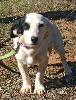 Kleine Knutschkugel Holly - Hückelhoven