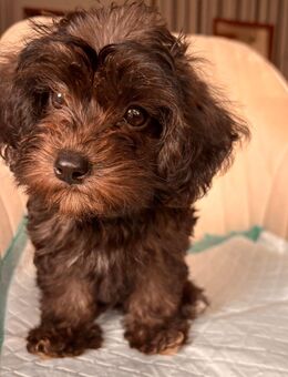 Yorkipoo-Welpen - Frankfurt (Main)