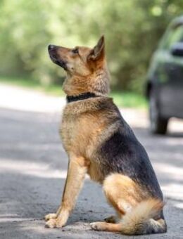 SchäferMix Diesel sucht Dich - Augsburg