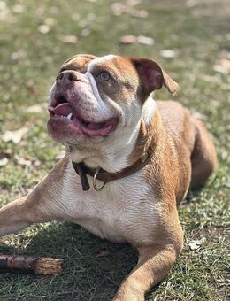 Engl.Bulldogge - Haldensleben