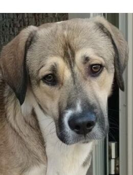 Süßer Lucas in 67295 Bolanden - Mettmann