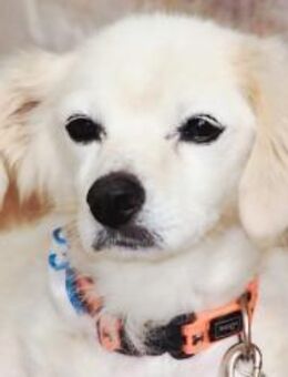 Ivan, kleiner Herzenshund, ca. 13 J 5245 - Vaterstetten