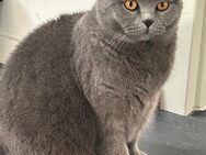 Bkh Katze Britisch Kurzhaar - Plettenberg