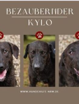 KYLO Labradormix - freundlicher Kerl - Duisburg