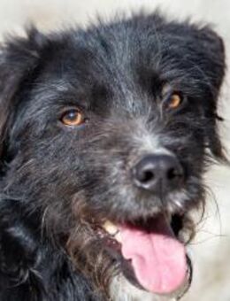 Puffi sucht seine Menschen - Thale