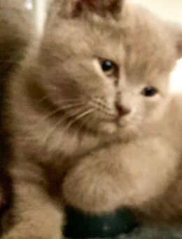 BkH Kitten/Junge Lilac reinrassig Vater Stammbaum - Bremen