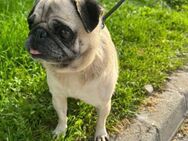 Mops Mädchen, 6 Jahre - Kappeln (Schleswig-Holstein)