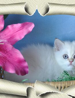Wunderschöne Britisch Kurzhaar Kitten mit Stammbaum... - Meßkirch Zentrum