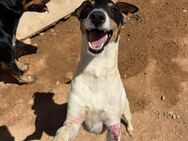 Pip, gute Laune Hund - Berlin