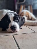 1 Rüde Bernhardiner-Dogge sucht noch ein Zuhause in 21726