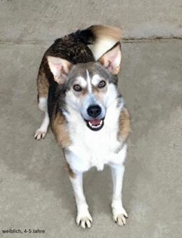 Einsame Klara - Itzehoe