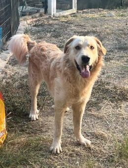 ITAN sucht streichelnde Hände - Marienfließ