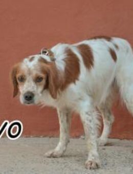 Rayo, ein toller Hund fürs Leben - Essingen (Rheinland-Pfalz)