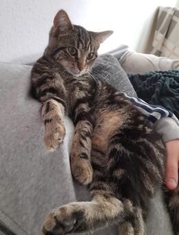 Katze abzugeben - Mönchengladbach