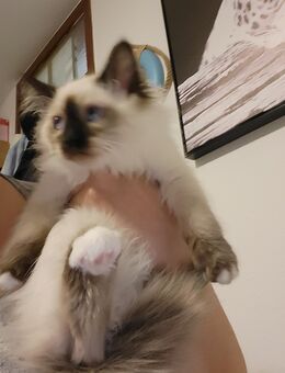 Heilige Birma Kitten - Dortmund