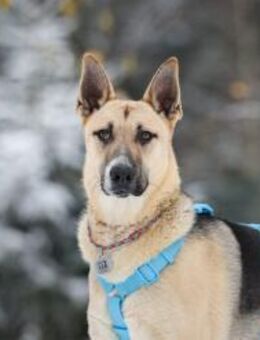 Kluger Cäser sucht liebevolles Zuhause - Duisburg